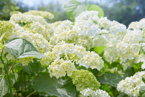 White Hydrangea arborescens Annabelle, backlit by the sun in summer. Flowers of smooth hydrangea (Hydrangea arborescens) photo