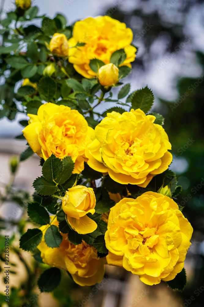 lush yellow roses in the garden, close-up