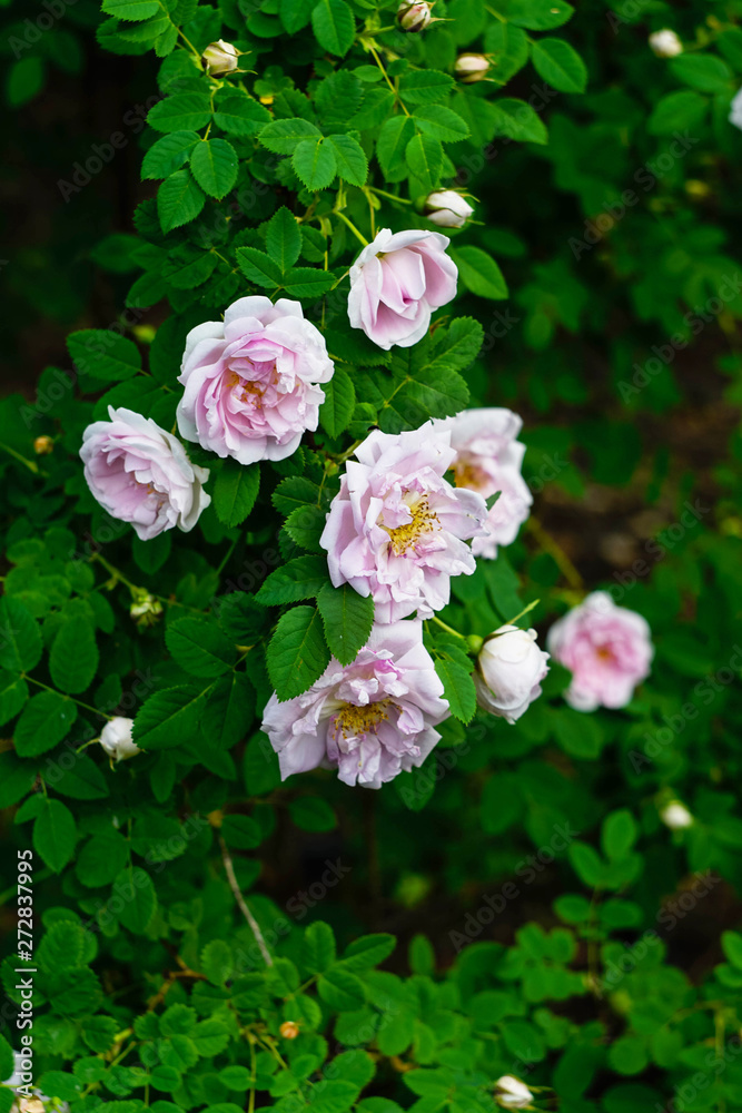 multileaf pink roses on a background of green leaves multileaf pink roses on a background of green leaves