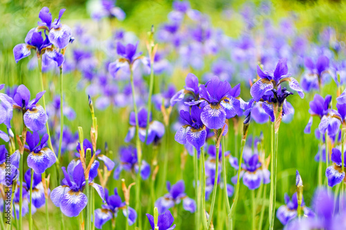 purple irises and buds on the background of green leaves