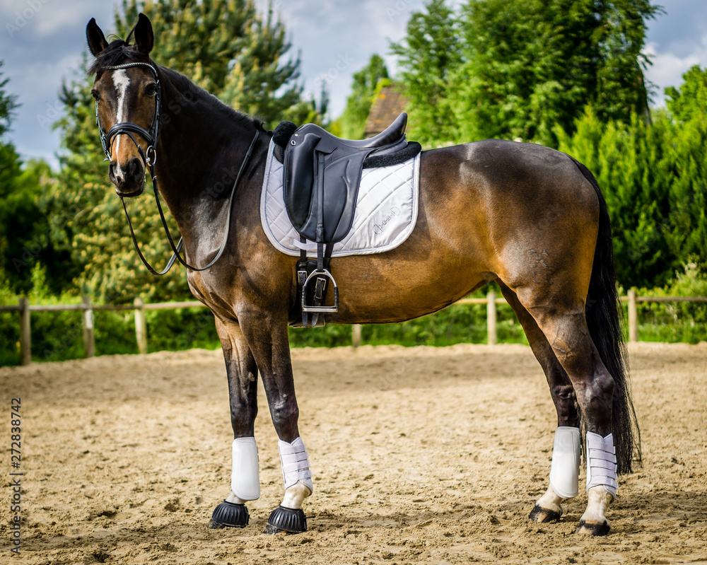 Chevaux Chevaux