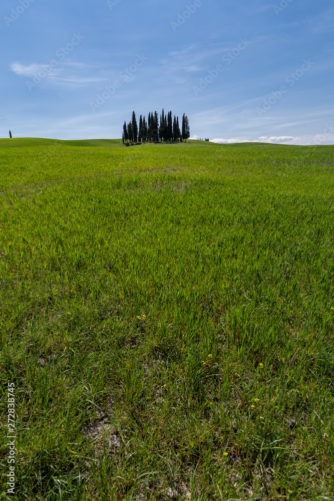 Obraz premium Cypress field in the tuscany italy