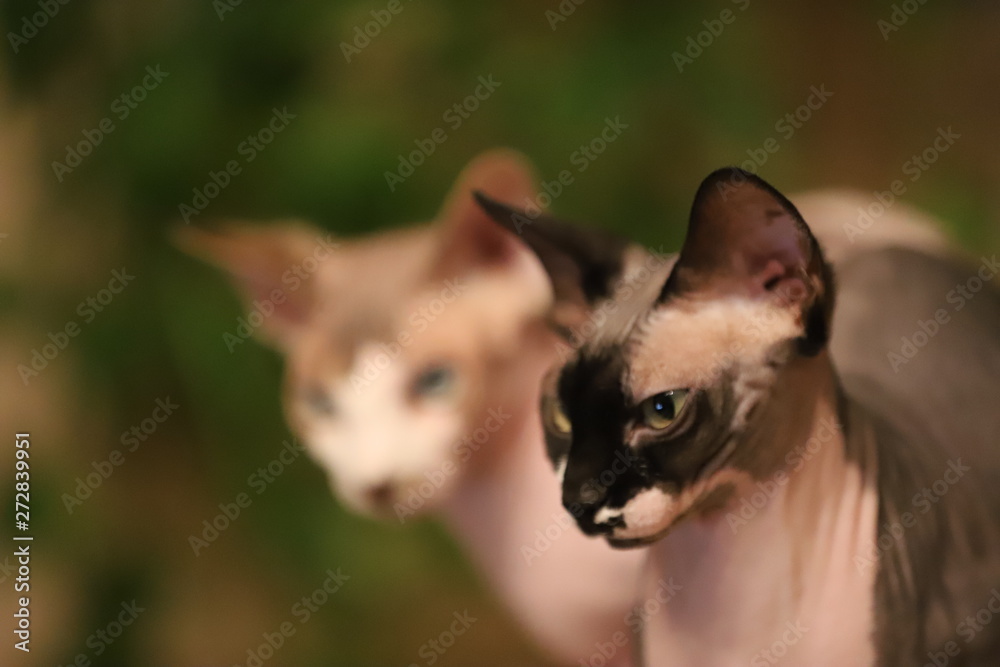 Cats are our pets friends and thes is our family Cats are our pets friends and thes is our family
