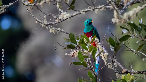 Resplendent quetzal Pharomachrus mocinno, adult male perched on a moss covered wild avocado tree, Dantica, Costa Rica, February 2019 photo