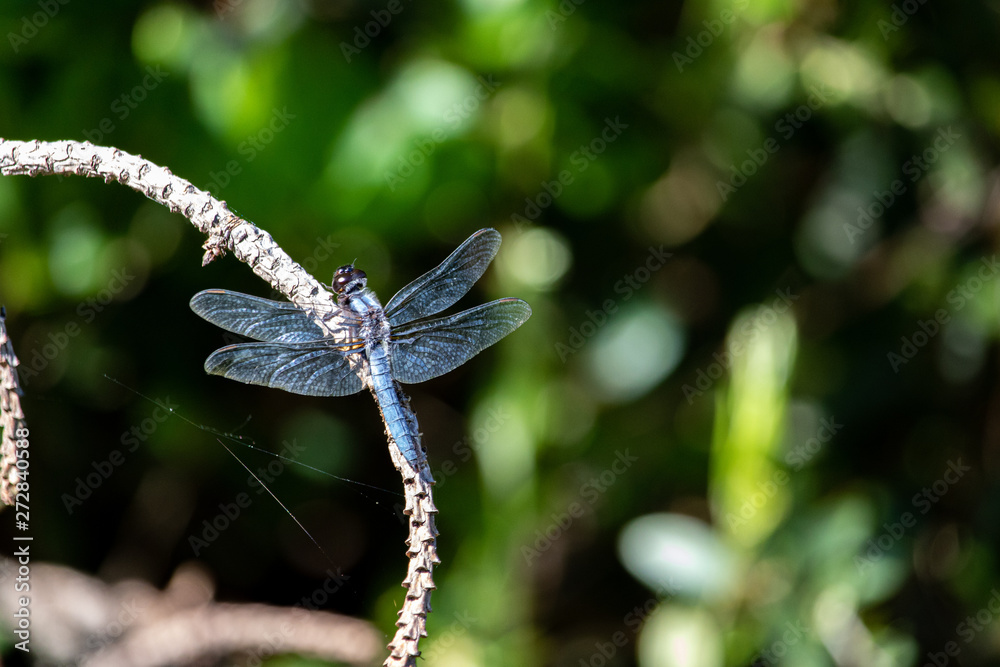 dragonfly dragonfly