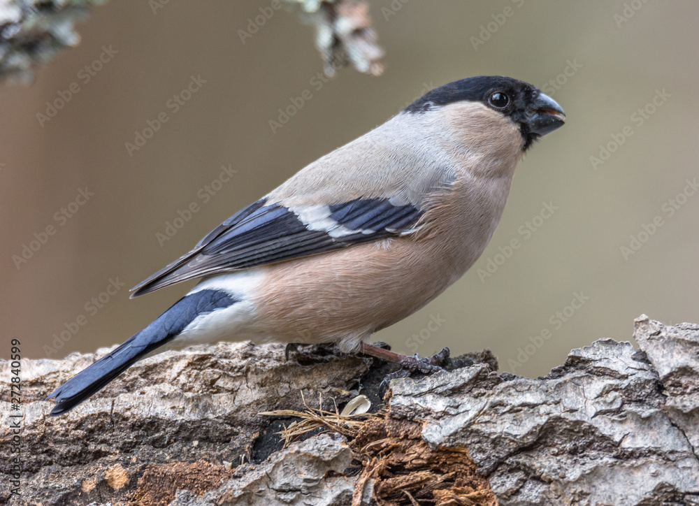 Obraz premium bullfinch