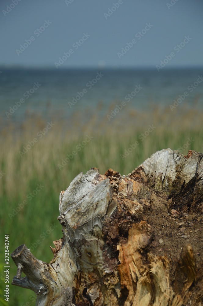 Seeblick mit Baumstumpf Seeblick mit Baumstumpf