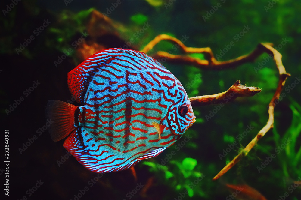 undskyld rabat syreindhold Discus fish in aquarium, tropical fish. Symphysodon discus from Amazon  river. Blue diamond, snakeskin, red turquoise Stock-foto | Adobe Stock