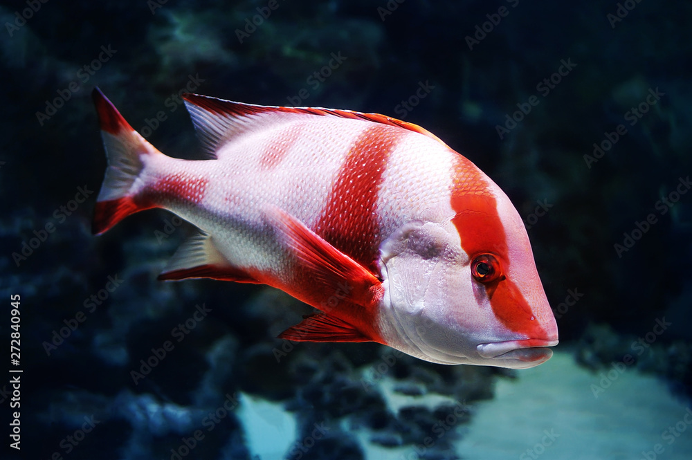 Red Emperor Snapper closeup in aquarium on dark blue background Stock