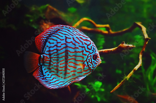 Discus fish in aquarium, tropical fish. Symphysodon discus from Amazon river. Blue diamond, snakeskin, red turquoise