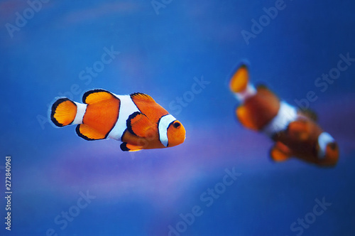Couple of clownfish (Western clownfish, Ocellaris Clownfish, False Percula Clownfish) in blue marine water underwater photo