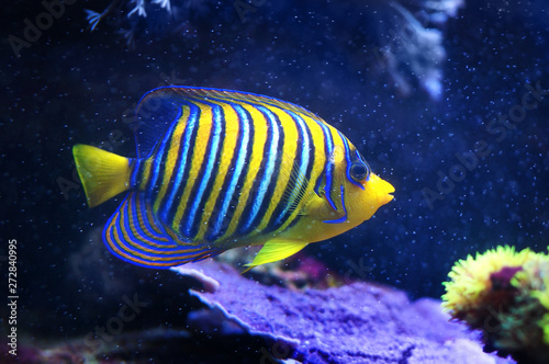 Regal Angelfish, Pygoplites diacanthus, a saltwater angelfish from the Indo-Pacific and Red Sea