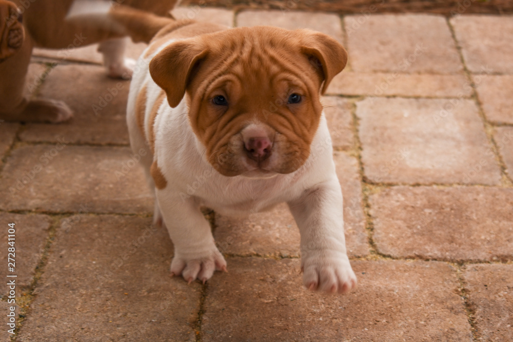 Fototapeta premium Pitbull Puppy with Wrinkles
