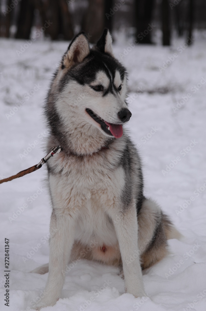 Naklejka premium Dog Live