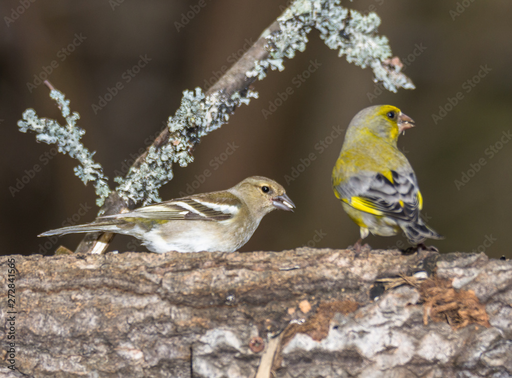 Obraz premium greenfinch, chaffinch
