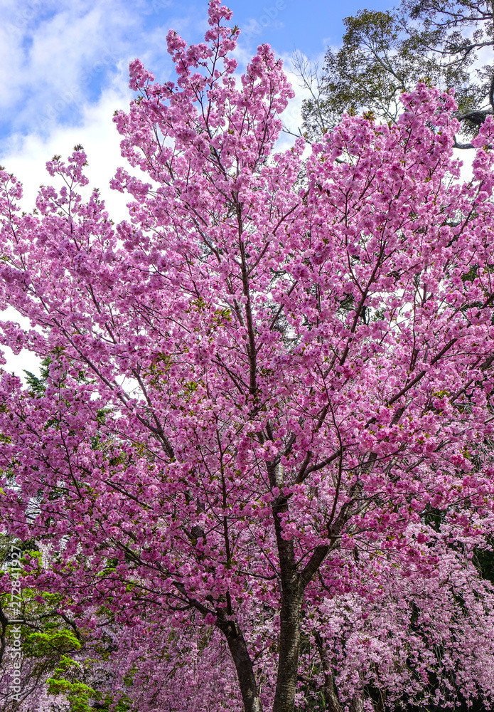 Cherry blossom at spring time in Kyoto, Japan