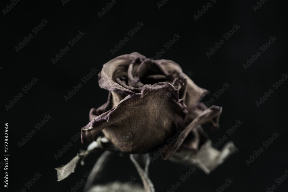 Fototapeta premium Roses withered on black ground.