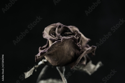 Roses withered on black ground.