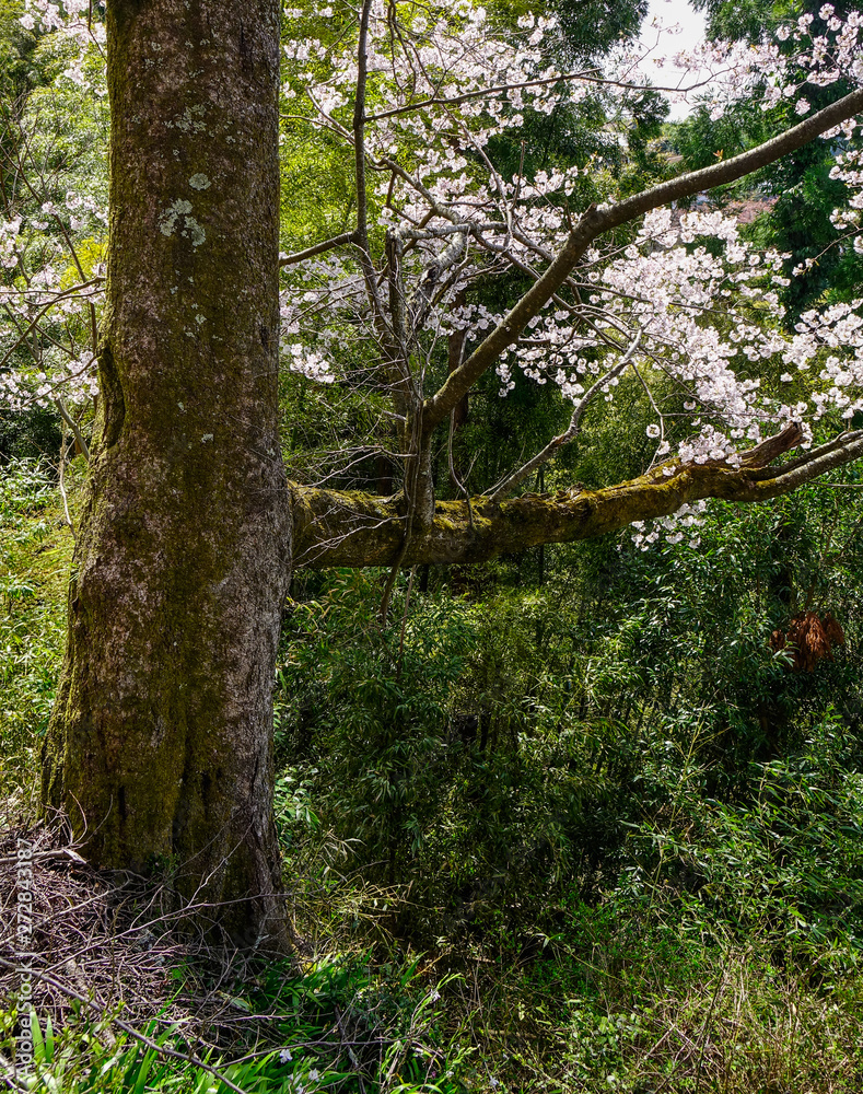 Obraz premium Cherry blossom at spring time in Kyoto, Japan
