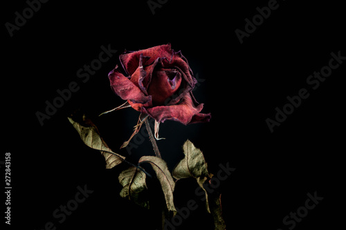 Bilde på lerret Roses withered on black ground.