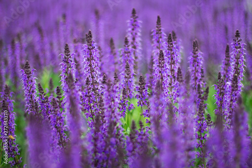 Field of Lavender. Beautiful Purple Flowers in Endless Field.