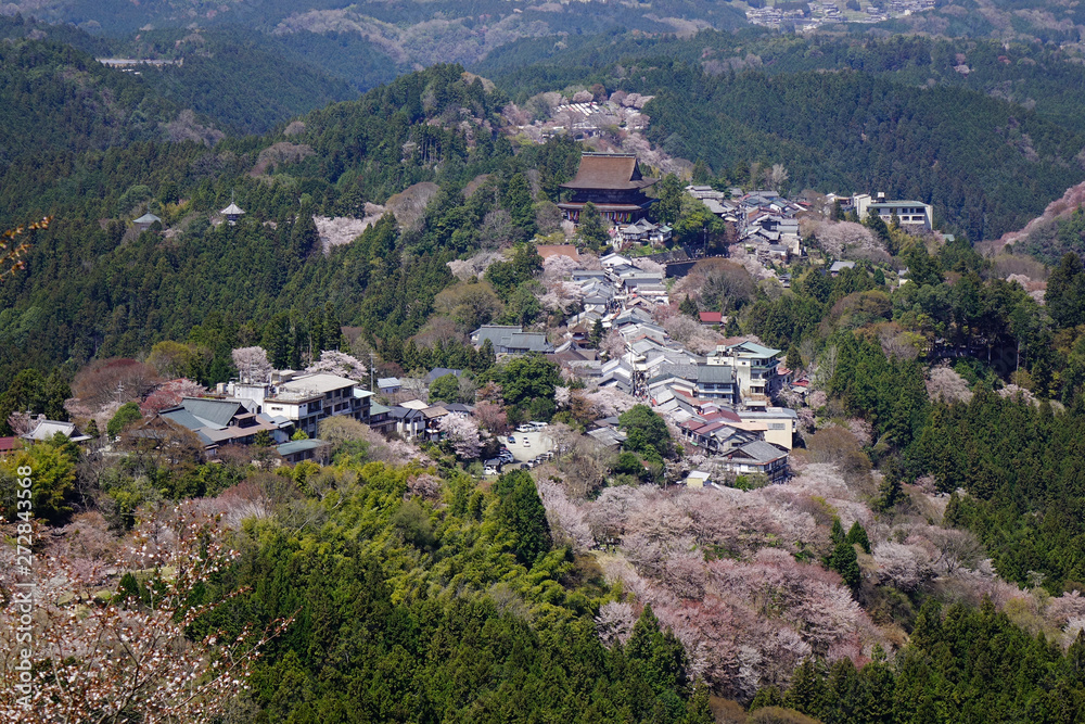 Mount Yoshino covered by full blossom cherry