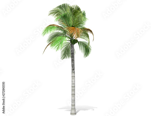 3D rendering - A tall palm tree isolated over a white background. Suitable for use in architectural design or Decoration work. Used with natural articles both on print and website  3D illustration.