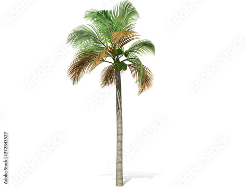 3D rendering - A tall palm tree isolated over a white background. Suitable for use in architectural design or Decoration work. Used with natural articles both on print and website  3D illustration.