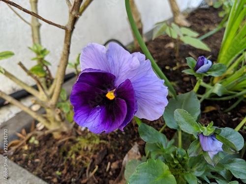 blue flowers in the garden