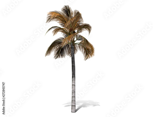 3D rendering - A tall palm tree isolated over a white background. Suitable for use in architectural design or Decoration work. Used with natural articles both on print and website  3D illustration.