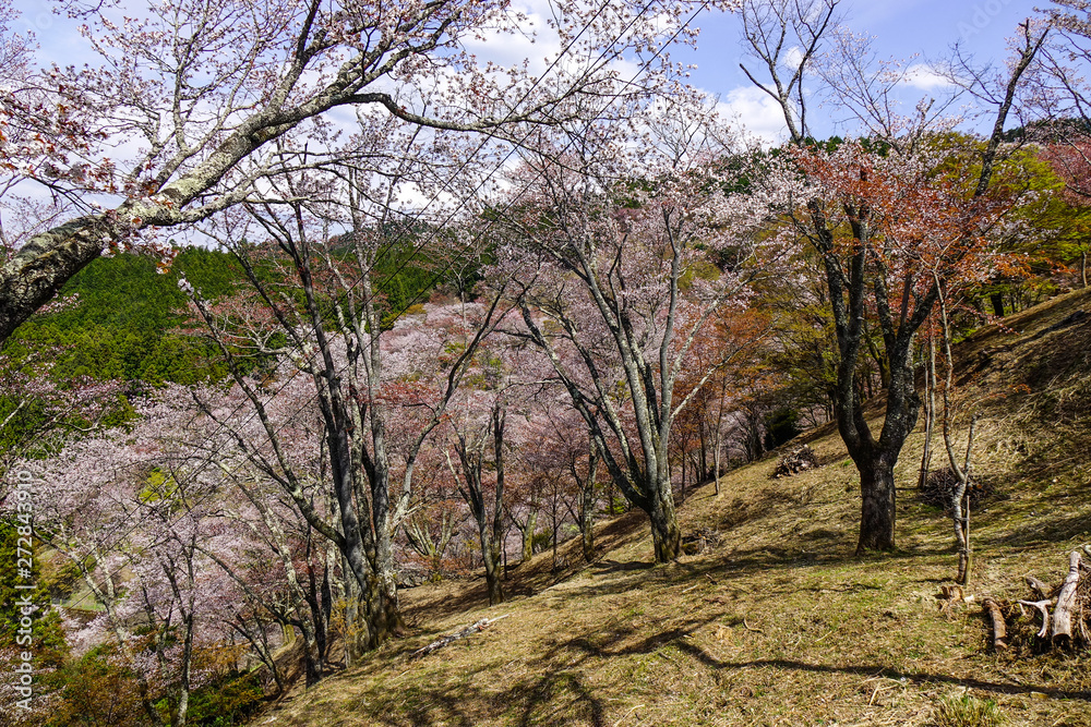 Cherry blossom at spring time in Kyoto, Japan