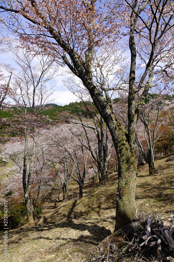 Cherry blossom at spring time in Kyoto, Japan Cherry blossom at spring time in Kyoto, Japan
