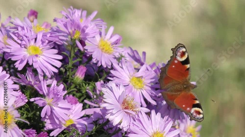 Butterfly European Peacock on aster