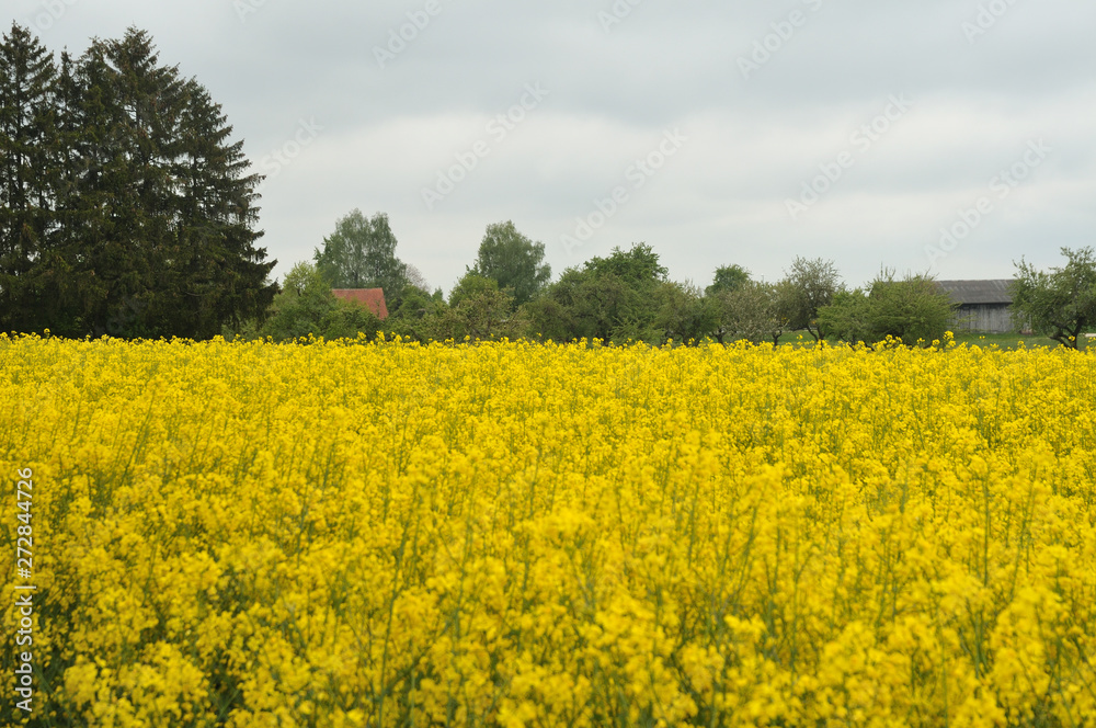 view over rapeseed field to farmhouse with orchard and wooden barn