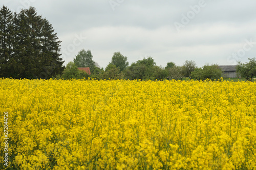 view over rapeseed field to farmhouse with orchard and wooden barn © Carmen Hauser