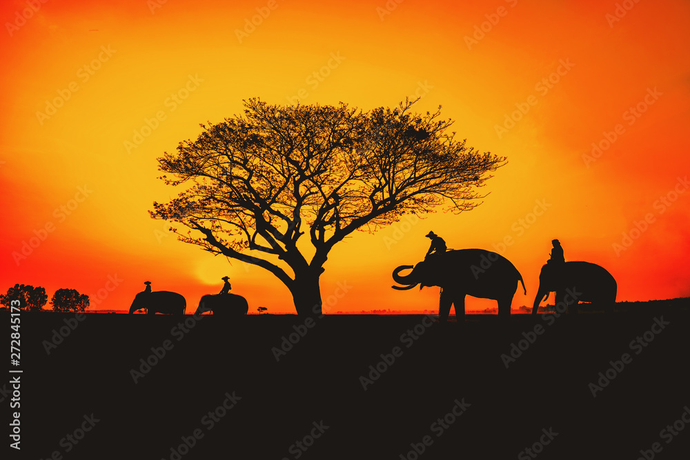 Silhouette, Lifestyle of people and elephants.