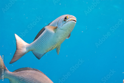 Fototapeta Naklejka Na Ścianę i Meble -  Fish on a coral reef, Cozumel, Mexico