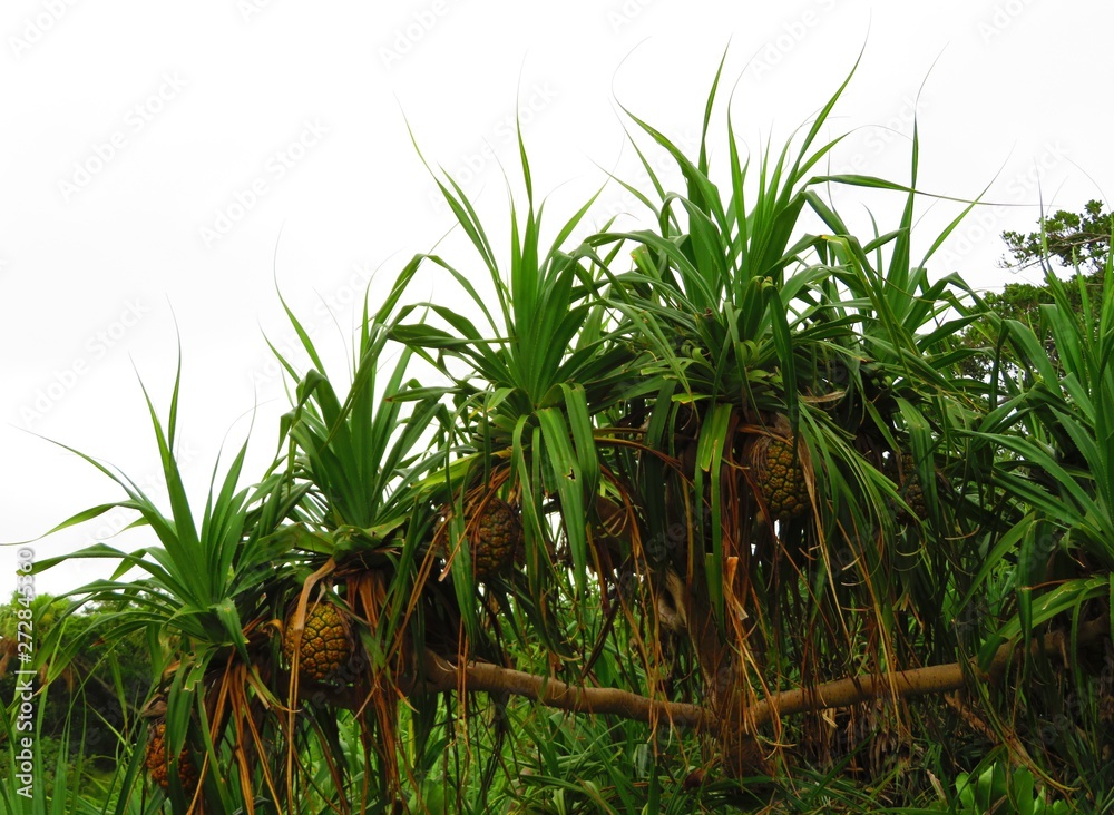Fototapeta premium Pineapple tree in a tropical island
