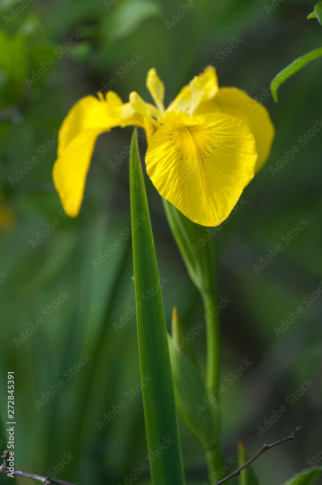 Yellow garden iris Yellow garden iris