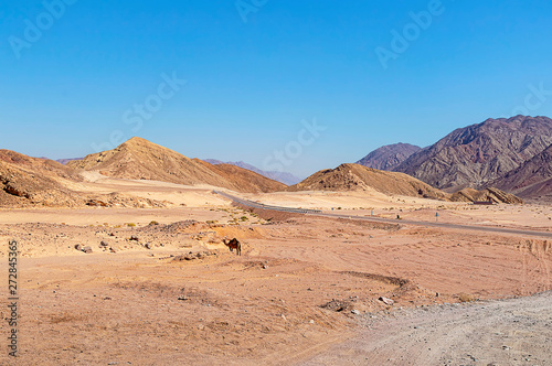 desert-mountainous terrain, asphalt road with fences and road