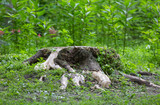 old stump on green grass background