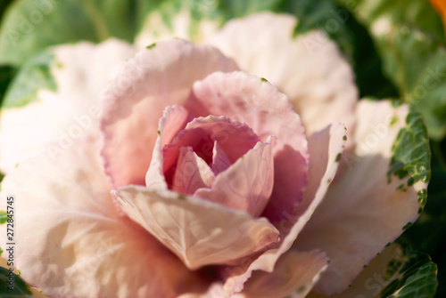 Pink Ornamental Cabbage