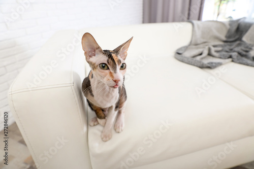 Adorable Sphynx cat on sofa at home, space for text. Cute friendly pet © New Africa
