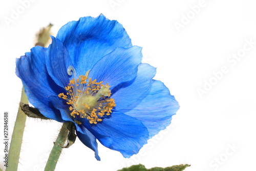 Himalayan blue poppy photo