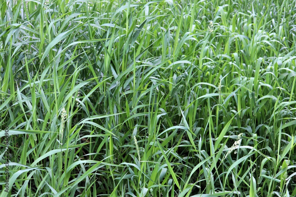 Obraz premium lawn