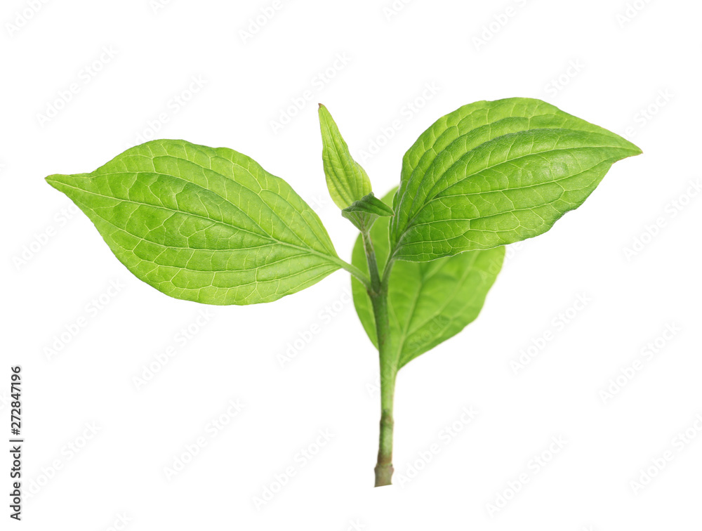 Fototapeta premium Branch with green leaves on white background