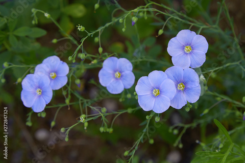 Beautiful blue flax flowers. Flax blossoms. Selective focus  close up. Agriculture  flax cultivation. Field of many flowering plants  linum usitatissimum . Linum blooms