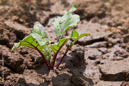 Leaf of beet root. Fresh green leaves of beetroot or beet root seedling. Row of green young beet leaves growth in organic farm. Closeup beetroot leaves growing on garden bed. Field of beetroot foliage