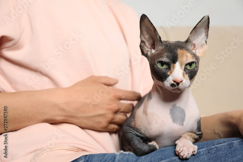 Cute sphynx cat with owner indoors, closeup. Friendly pet