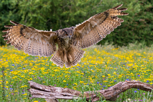 Eagle owl (Bubo bubo)